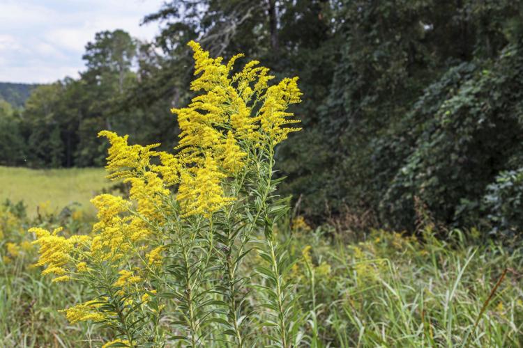 Fall Wildflowers in full bloom