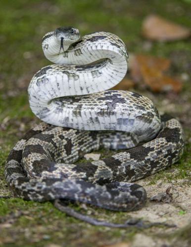 Wildlife @ the Lake House