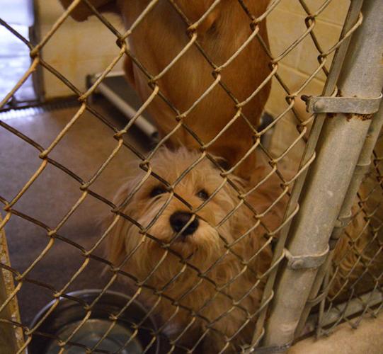 Law enforcement report few cold-related animal calls while residents take action online