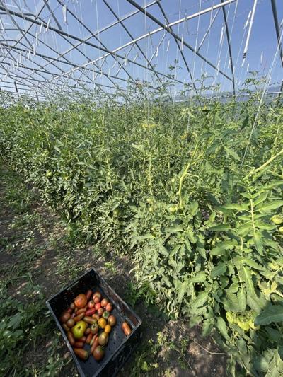 Heat and Smoke Impact Local Produce as Montana Farmers Face Growing Challenges