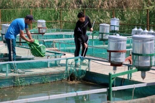 Fish farmers clean tanks of dead fish in southern Iraq