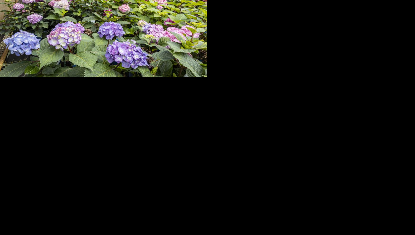 Say 'Hello' to Hydrangeas