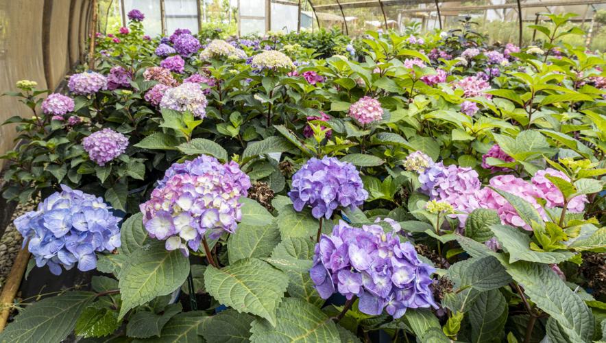 Say 'Hello' to Hydrangeas