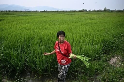 Farmer Siriporn Taidee picking yellow velvetleaf in her rice field that has previously been treated with microbial solution
