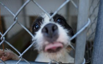 Humane Society receives donations in honor of Betty White