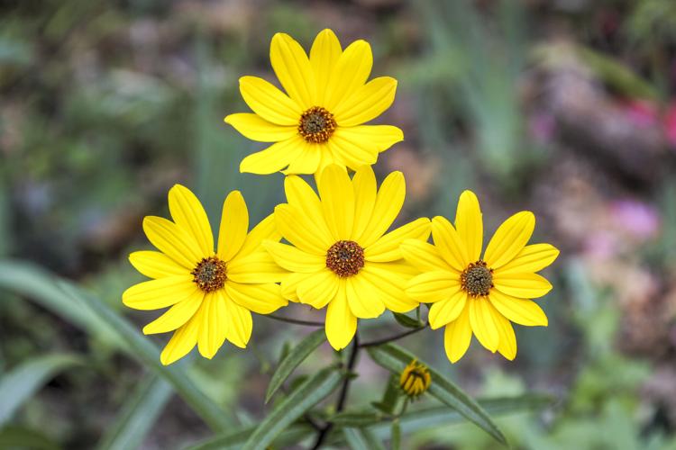Fall Wildflowers in full bloom