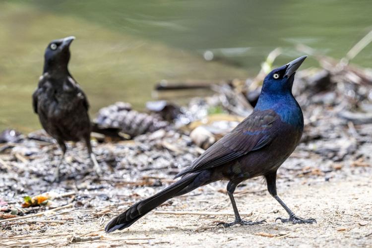 Grackle_7161_20260418.tif