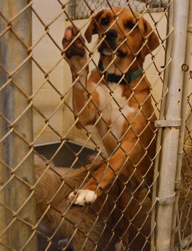 Law enforcement report few cold-related animal calls while residents take action online