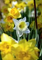 Unexpected blessings found in keeping a garden journal