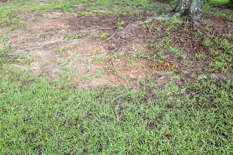 The four biggest challenges for home lawns