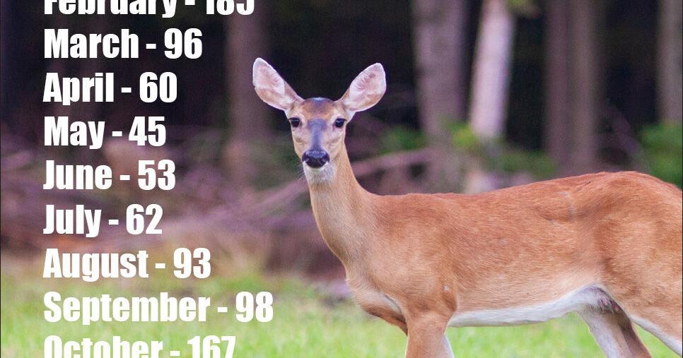It’s that time of year to watch for deer Alexander City Outlook