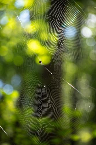 RailroadTrail_3042_20260921.jpg