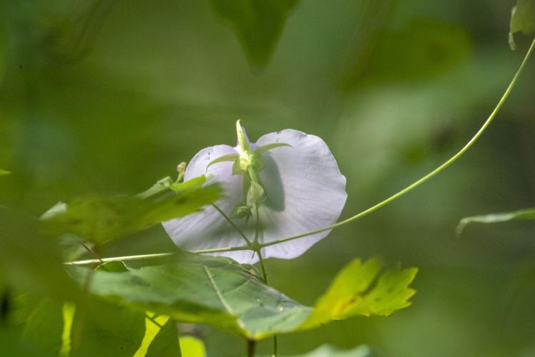 Spurred Butterfly Pea