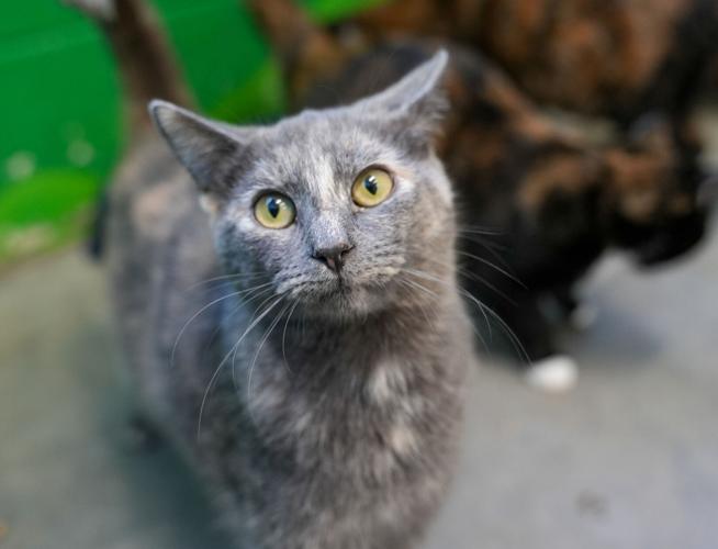 Adorable Pets for Adoption at Lake Martin Humane Society