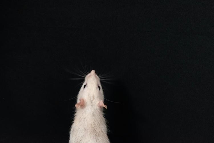 nikolett-emmert-4X82mEFxsdg-unsplash