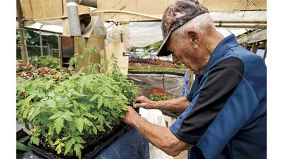 Local growers share tips for growing tomatoes