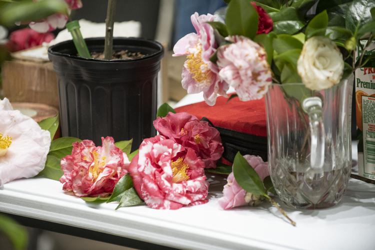 PHOTOS: Camellia grafting workshop