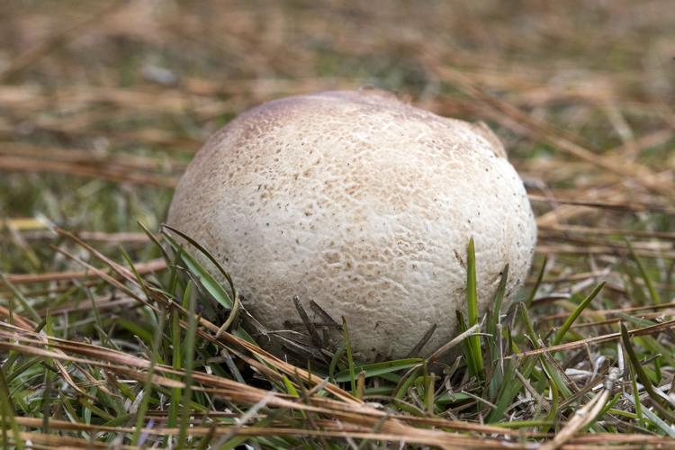 Purple Spore Puffball