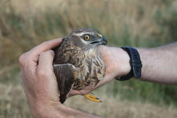 UKs rarest breeding bird raises chicks at secret location for second year running