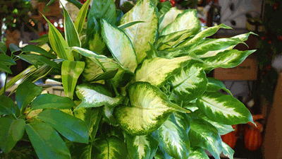 Plants for a Healthy Home