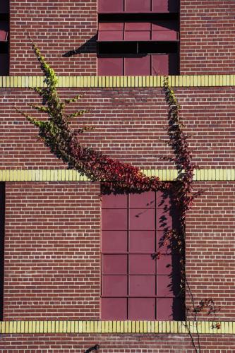 Virginia Creeper