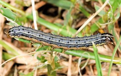 Extension office warns about statewide pest outbreak