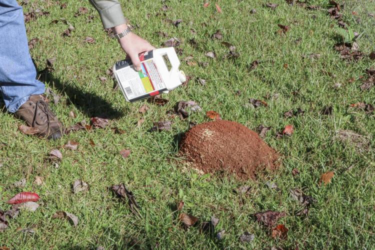 Winning the battle, not the war, against fire ants