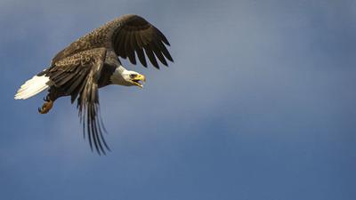Eagle numbers soar
