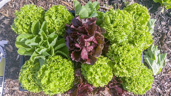 Transplants simplify home gardening