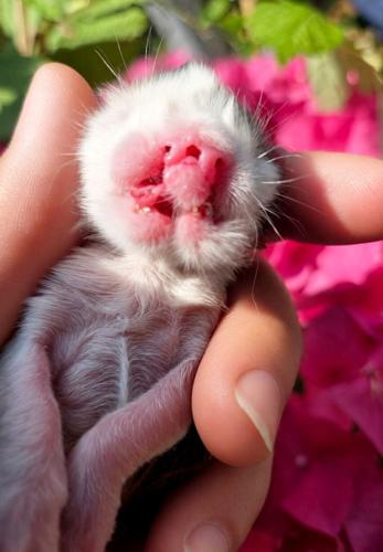 A rare kitten has been born with two noses and two mouths