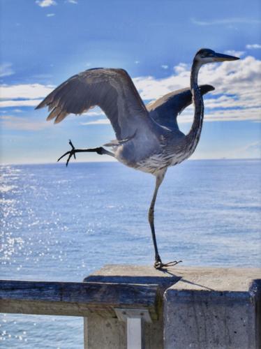 Lake Martin Living Art & Photo Contest