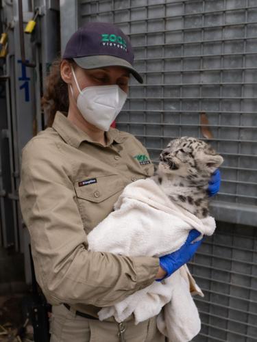 Adorable scenes show snow leopards getting vaccinations