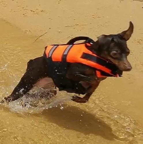 Killa The Miniature Pincher.jpg