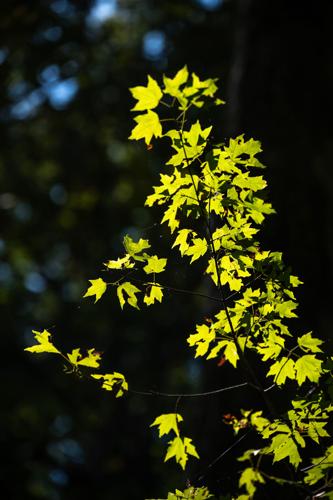 RailroadTrail_3077_20260921.jpg