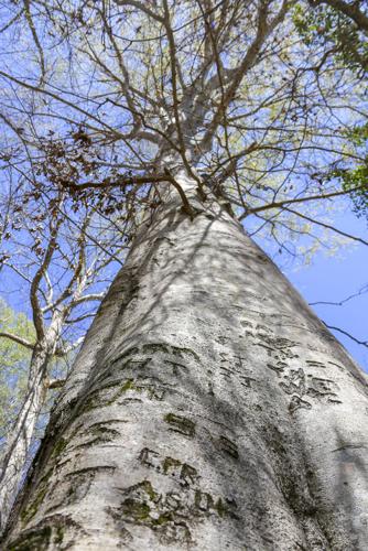 Horseshoe Bend tree witnessed historical battle