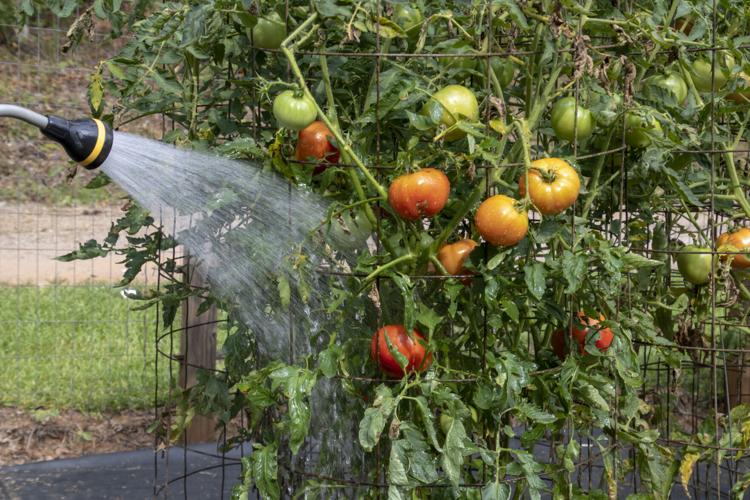 Dry weather triggers thirsty tomatoes