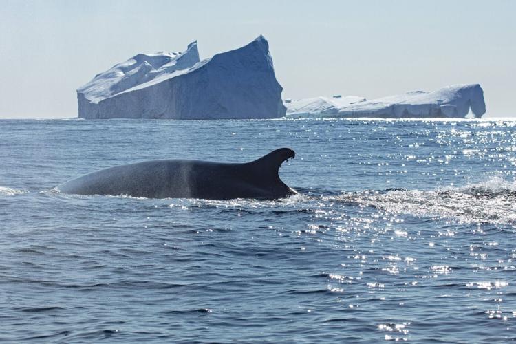 Whales drawn to “feeding frenzies” within Arctic Circle by warming waters