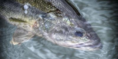 The Art of Hooking Fish