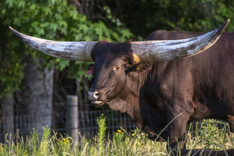 Watusi Cattle