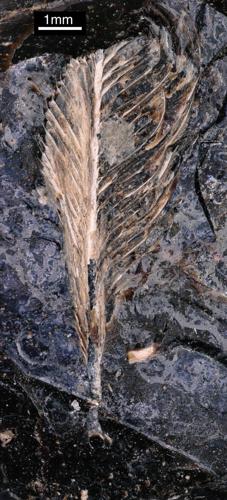 Feather preserved in dinosaur dung could explain why birds survived mass extinction