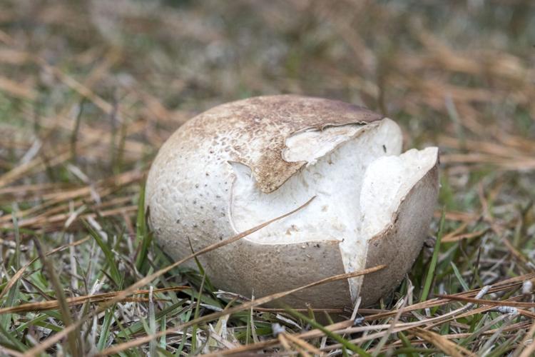 Purple Spore Puffball