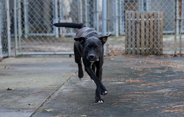 Adorable Pets for Adoption at Lake Martin Humane Society