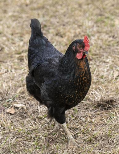 One Step Toward a Dream