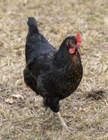 One Step Toward a Dream