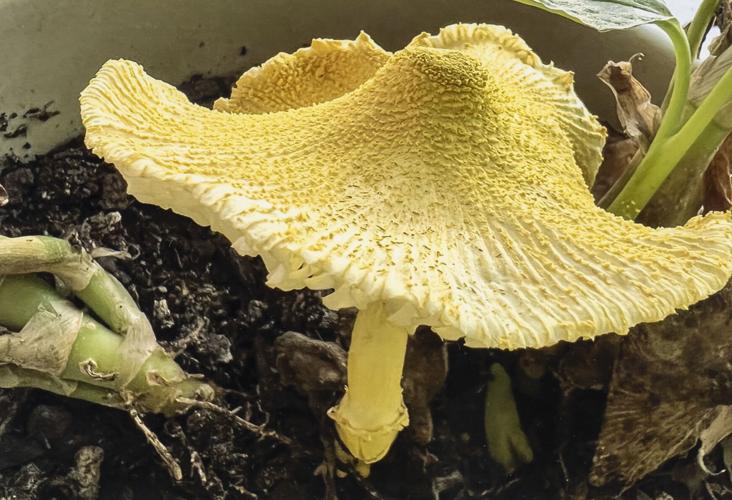 Lake Martin Living Art & Photo Contest