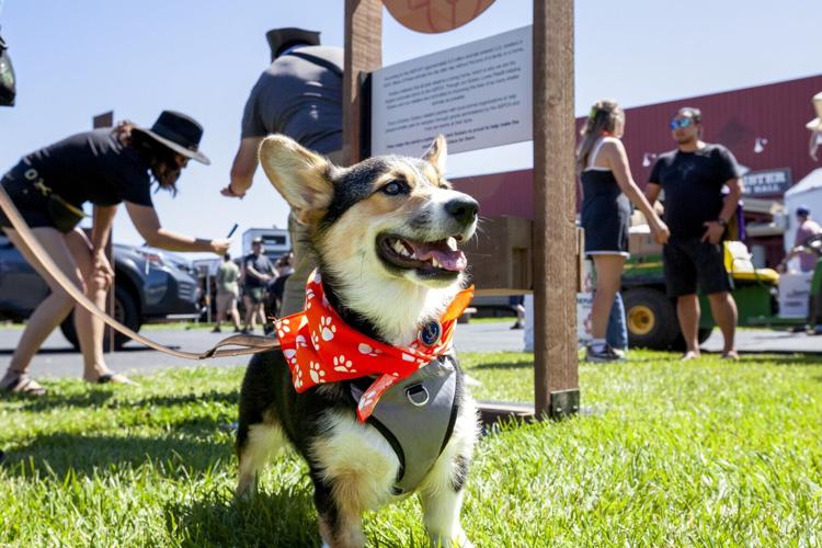 Subaru is committed to being More Than a Car Company® and will partner with local shelters to host pet adoptions at each stop of the event series. The automaker will also host workshops on pet travel safety, offer complimentary dog treats, provide pet w...