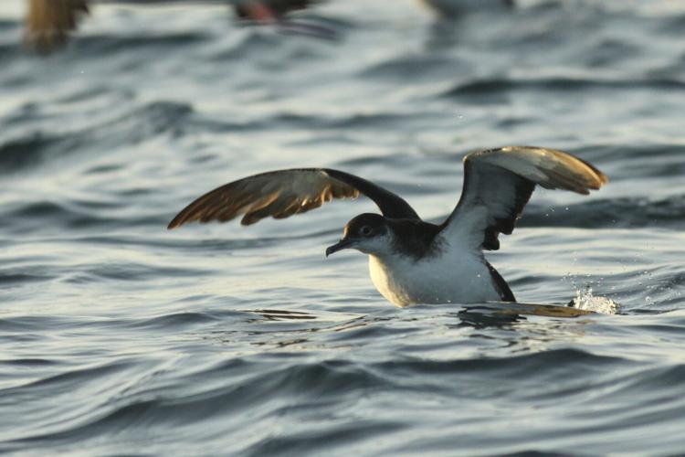 Seabirds can suffer “jet lag” during long flights – causing them to lose their way