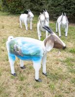 Lost Goats of Lake Martin