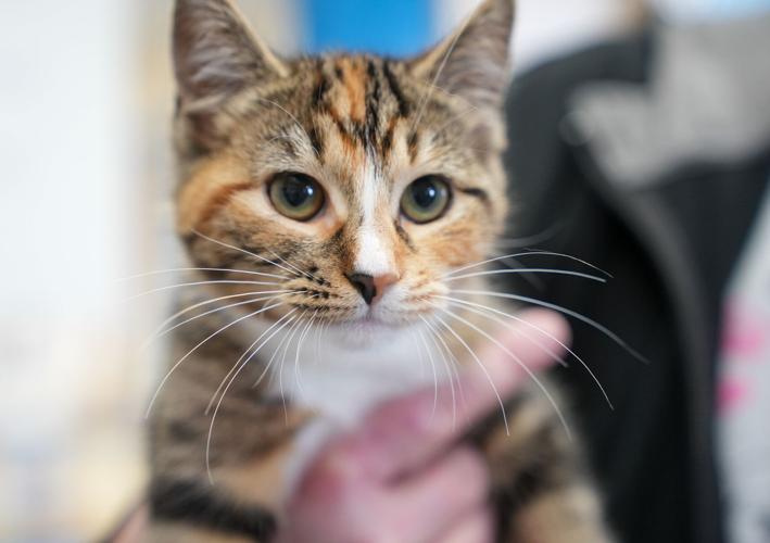 Adorable Pets for Adoption at Lake Martin Humane Society