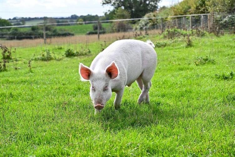 Piglet saved from the chop becomes a real-life Babe